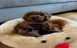 Miniature Poodle dogs for sale: 5 generation pedigree beautiful red mini poodles - Image 8