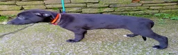 Mixed Breed dogs for sale: Lurcher pups (Collie x Whippet) - Advert 5