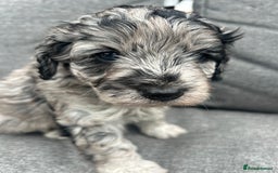 Cavapoo dogs for sale: 🌟HEALTH TESTED F1B CAVAPOO MERLE STUNNING PUPPIES - Image 5