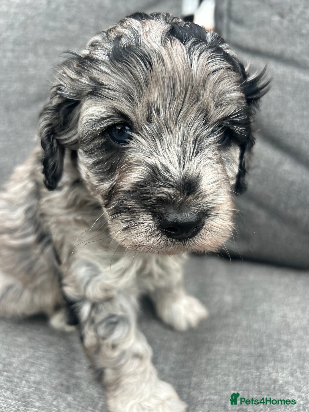 Cavapoo dogs for sale: 🌟HEALTH TESTED F1B CAVAPOO MERLE STUNNING PUPPIES - Image 5