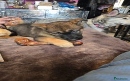 Shepsky dogs for sale: Husky cross German shepherd  - Image 1