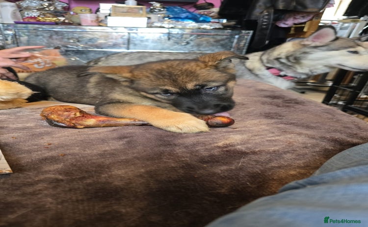 Shepsky dogs - Advert 1