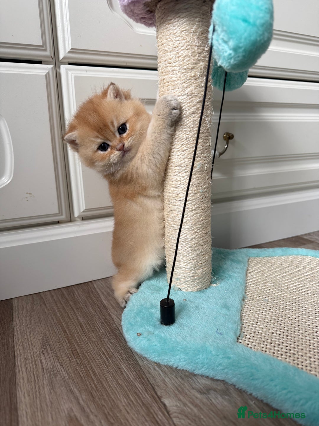British Shorthair cats for sale: 🌟Purebred British Shorthair Golden Kittens🌟 - Image 4