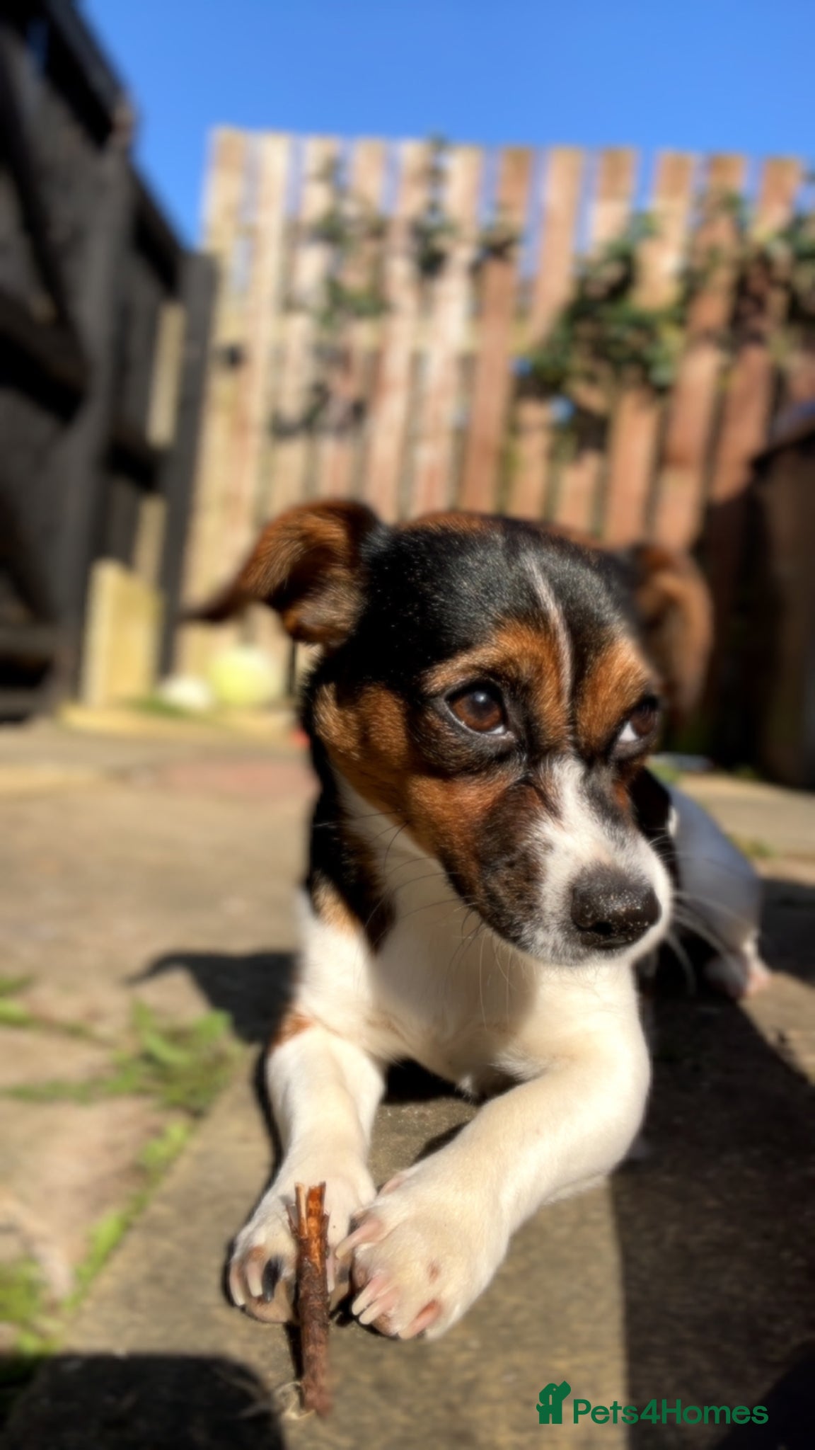 Jack Russell dogs for sale: 1 year old  in Trimdon Station - Advert 3
