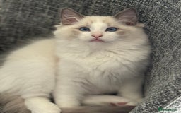 Ragdoll cats for sale: Ragdoll kittens - Image 9
