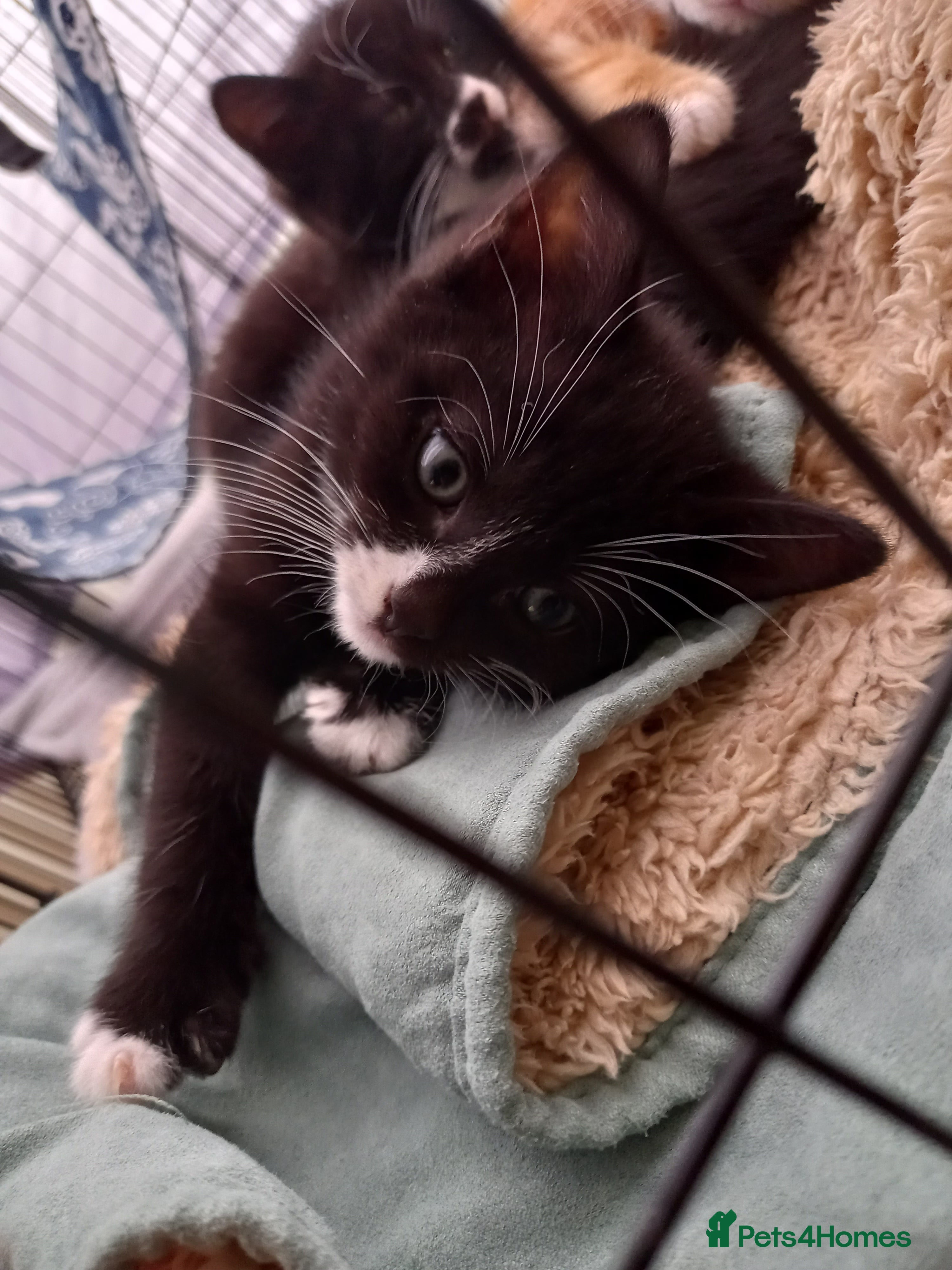 Mixed Breed cats 2 kittens left for sale - Advert 15
