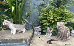 American Shorthair cats for sale: Gorgeous girl!!!🥰 - Image 5