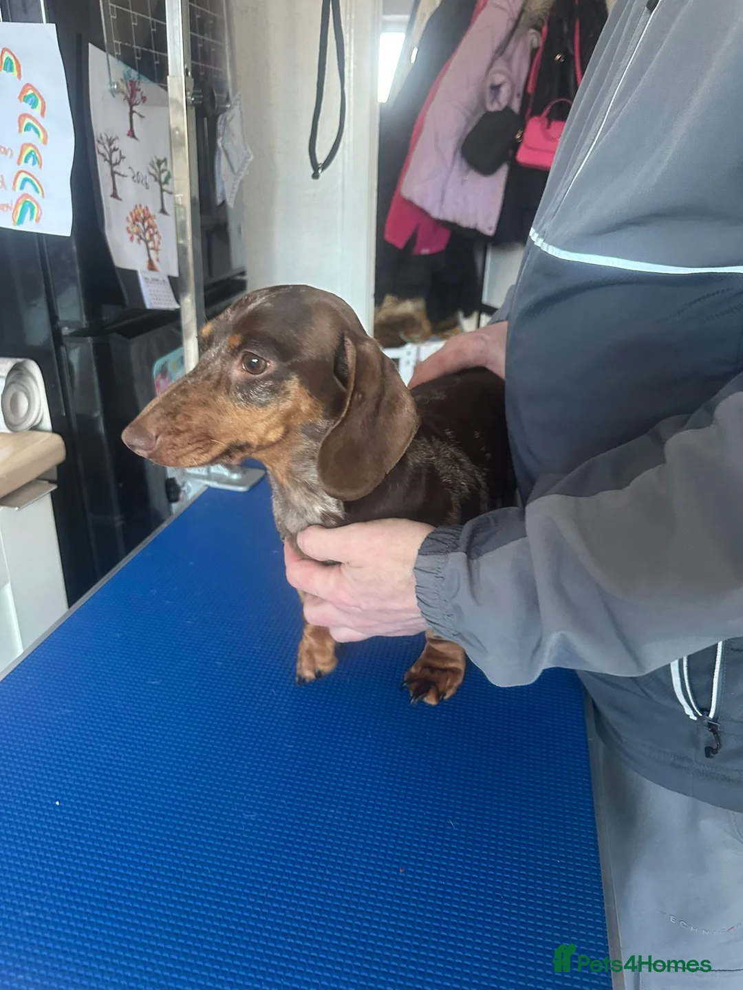 Miniature Dachshund dogs for sale: Chocolate dapple female - Advert 1
