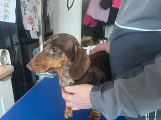 Miniature Dachshund dogs Chocolate dapple female - Advert 1