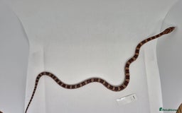 Corn Snake reptiles for sale: Corn snake hatchlings  - Image 2