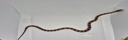 Corn Snake reptiles for sale: Corn snake hatchlings  - Advert 1