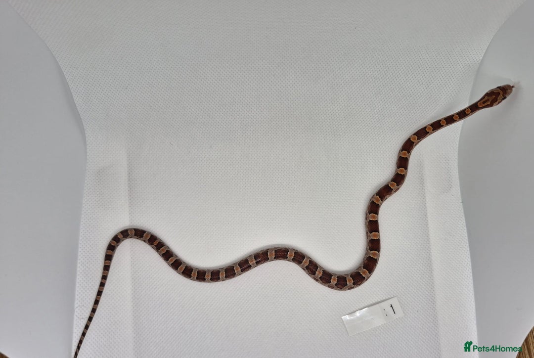 Corn Snake reptiles for sale: Corn snake hatchlings  - Image 2