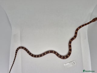 Corn Snake reptiles Corn snake hatchlings - Advert 4