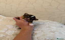Chihuahua dogs for sale: Rare long haired Chocolate & tan with green eyes  - Image 4
