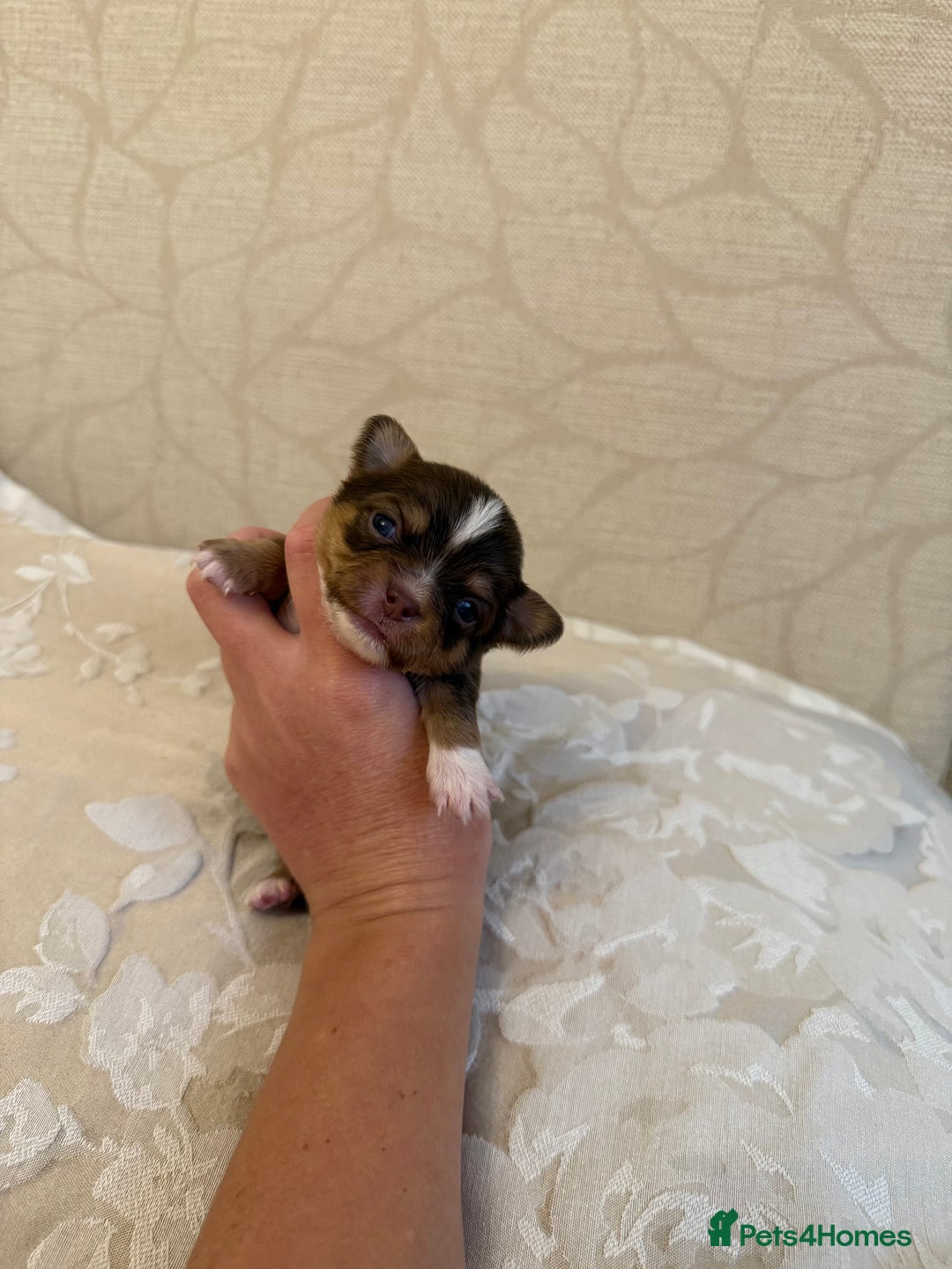 Chihuahua dogs for sale: Rare long haired Chocolate & tan with green eyes  - Image 4