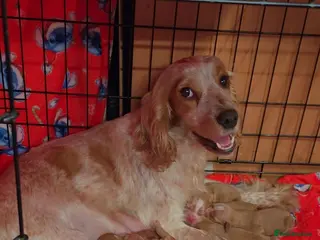 Cocker Spaniel dogs Show coocker spainel - Advert 2