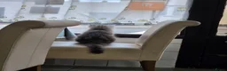 Maine Coon cats for sale: Regome three Tica kittens  - Advert 3