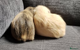 Guinea Pig rodents for sale: Cute pair boy guinea pigs  - Image 9