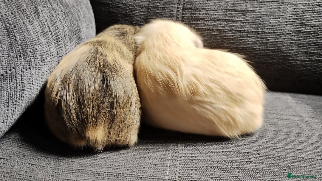 Guinea Pig rodents for sale: Cute pair boy guinea pigs  - Image 9