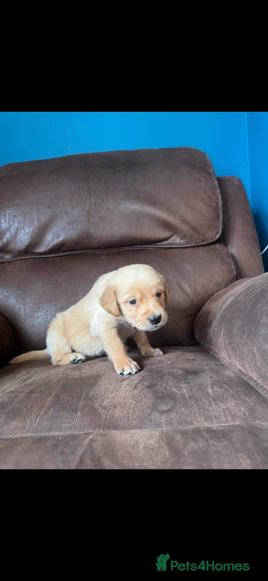 Golden Retriever dogs for sale: Exceptional health tested golden retrievers  - Advert 9