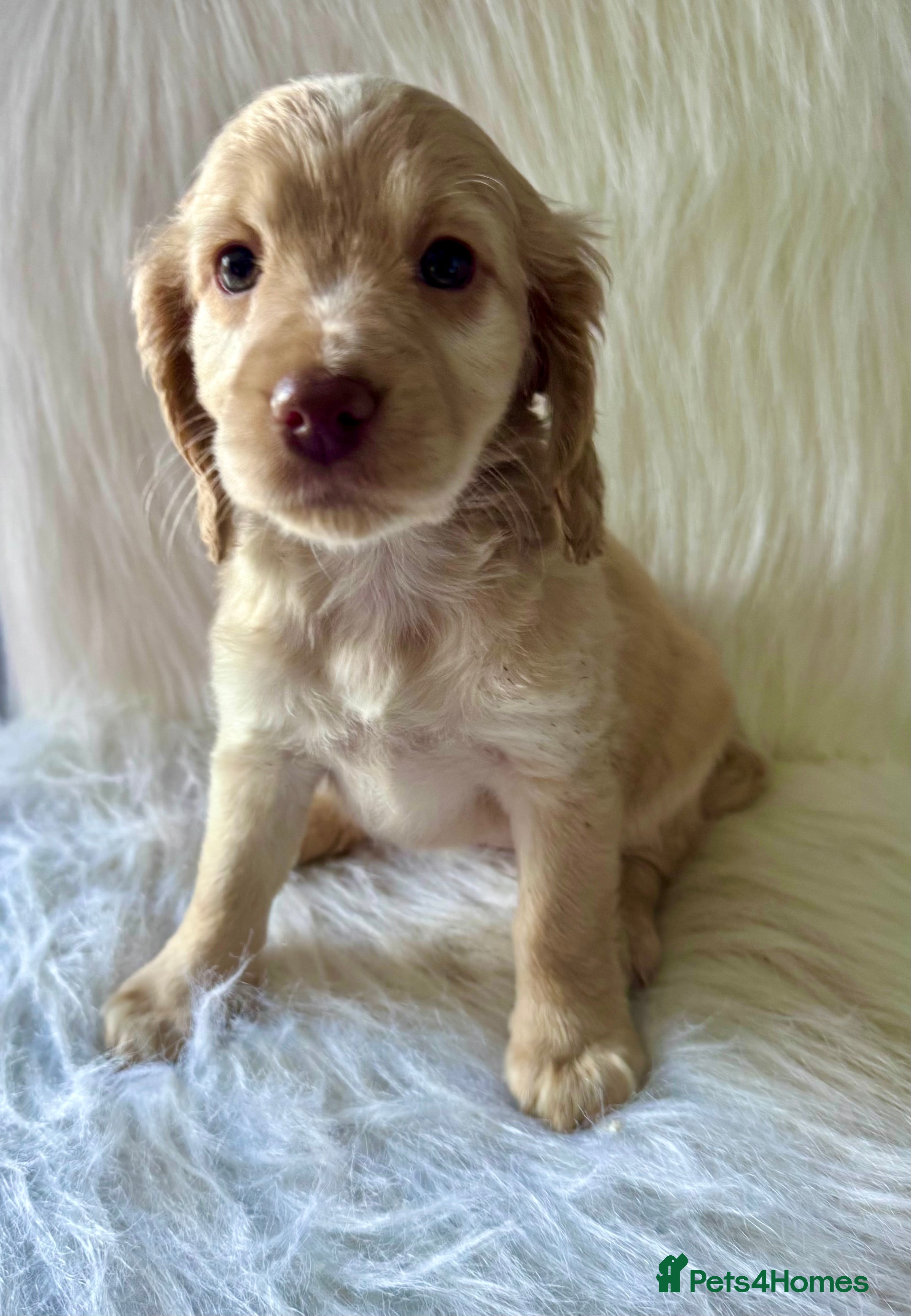 Cockapoo dogs JUST 1 GIRL REMAINING- RARE TAN/WHITE COCKAPOO - Advert 2
