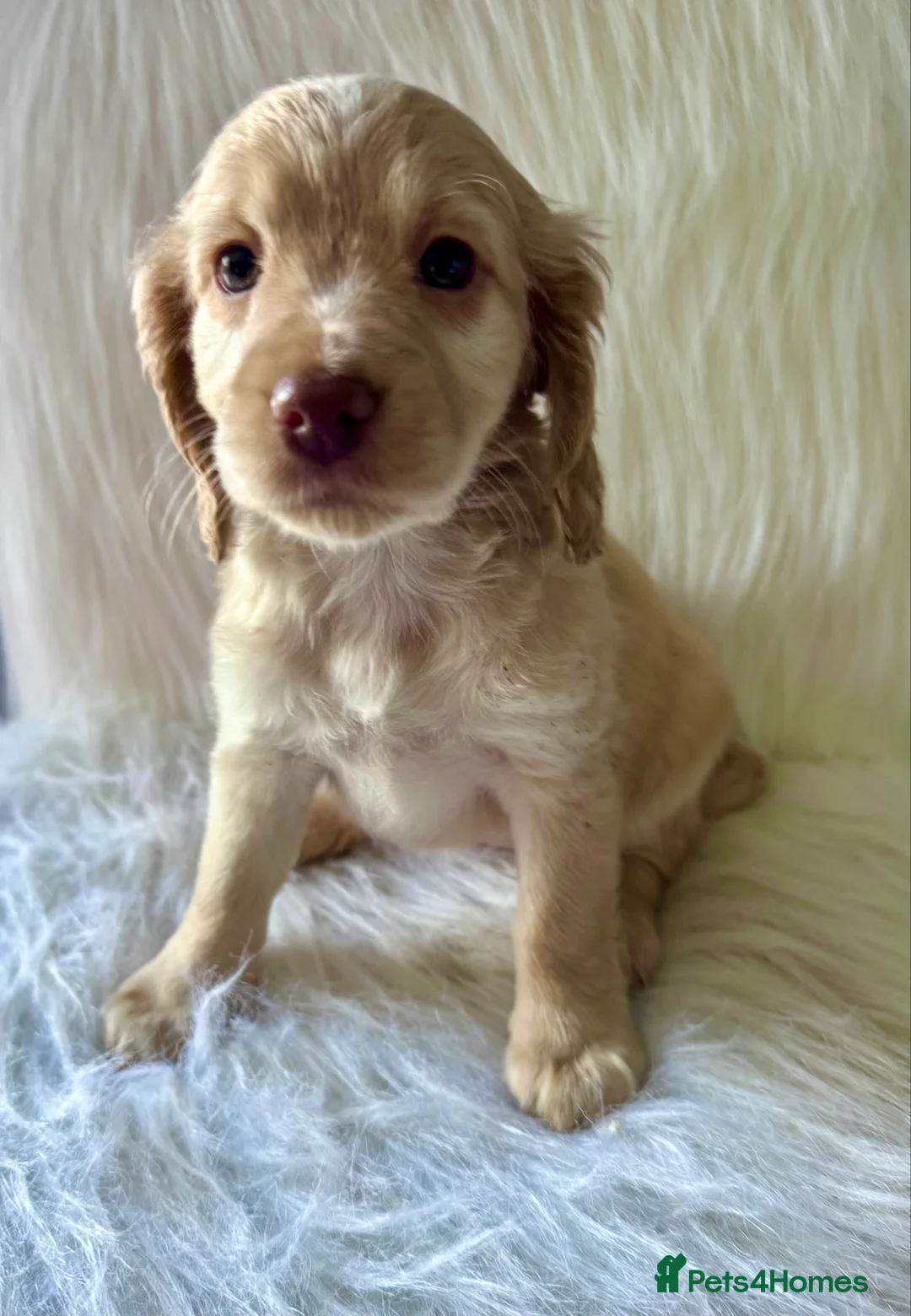 Cockapoo dogs for sale: JUST 1 GIRL REMAINING- RARE TAN/WHITE COCKAPOO - Advert 1