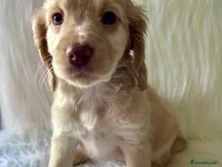 Cockapoo dogs JUST 1 GIRL REMAINING- RARE TAN/WHITE COCKAPOO - Advert 2