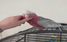 Cockatoo birds for sale: Sheldon the Pink Cockatoo - Image 2