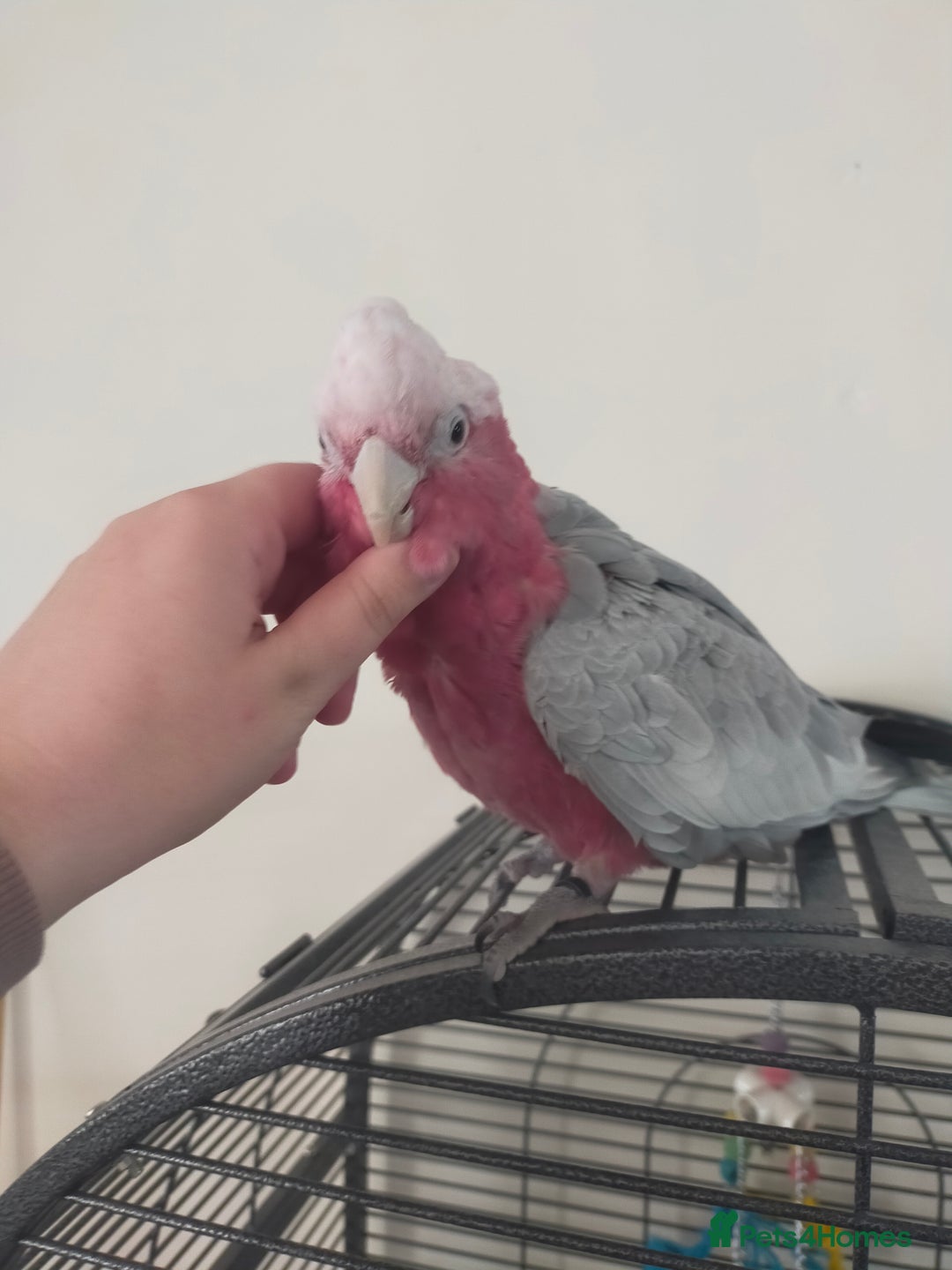 Cockatoo birds for sale: Sheldon the Pink Cockatoo - Image 2