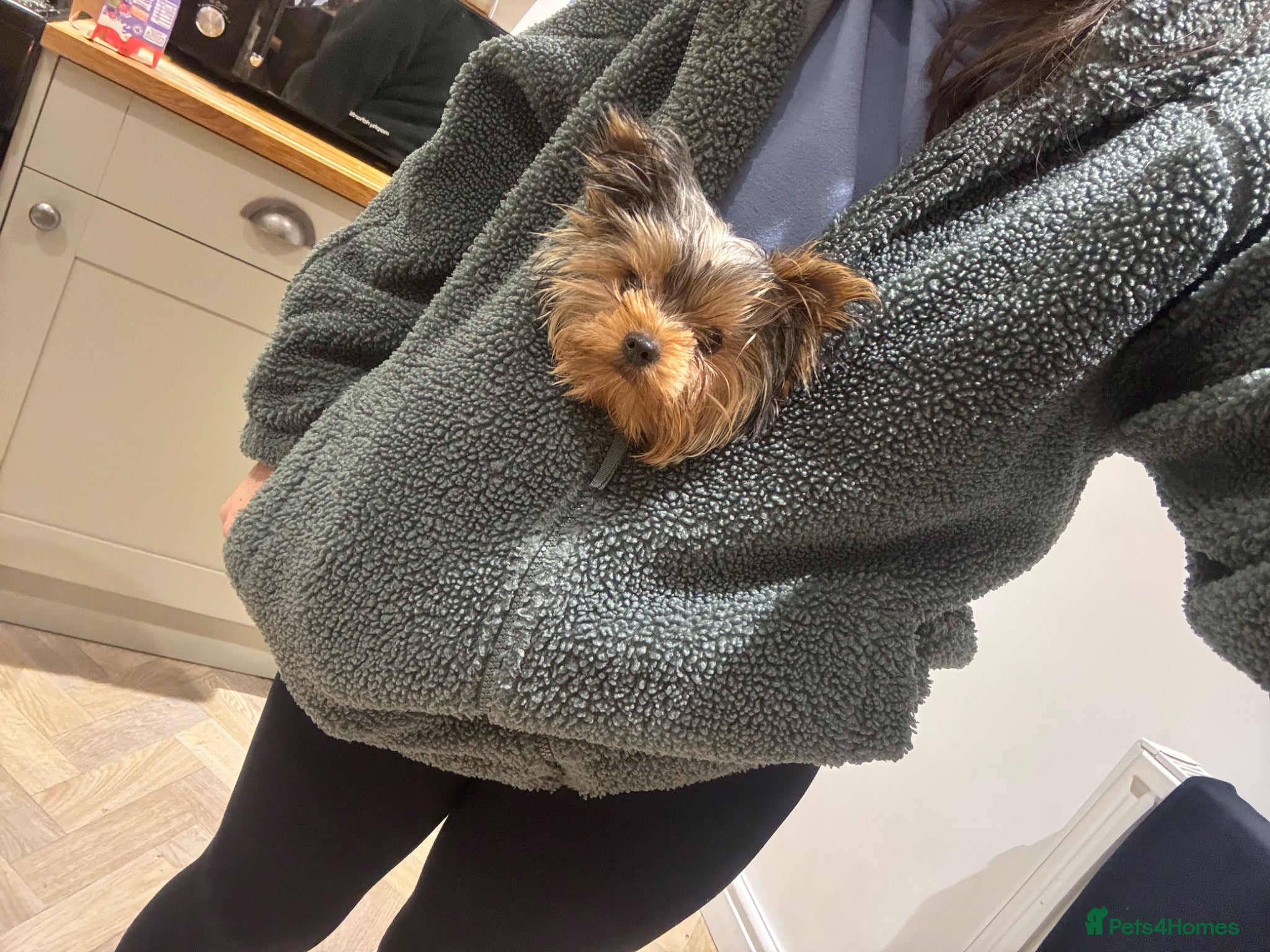 Yorkshire Terrier dogs 8 month old Yorkie - girl  - Advert 2