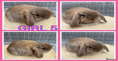 Mini Lop rabbits - Advert 14