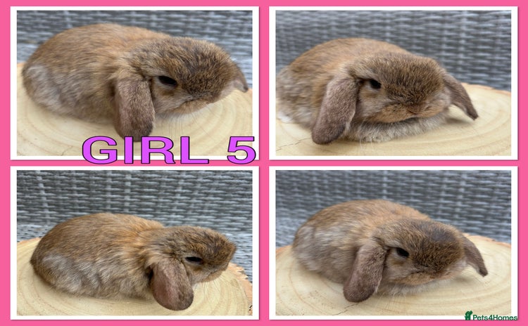 Mini Lop rabbits - Advert 5