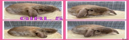 Mini Lop rabbits for sale: Pure Mini Lop Baby Rabbits  - Advert 2