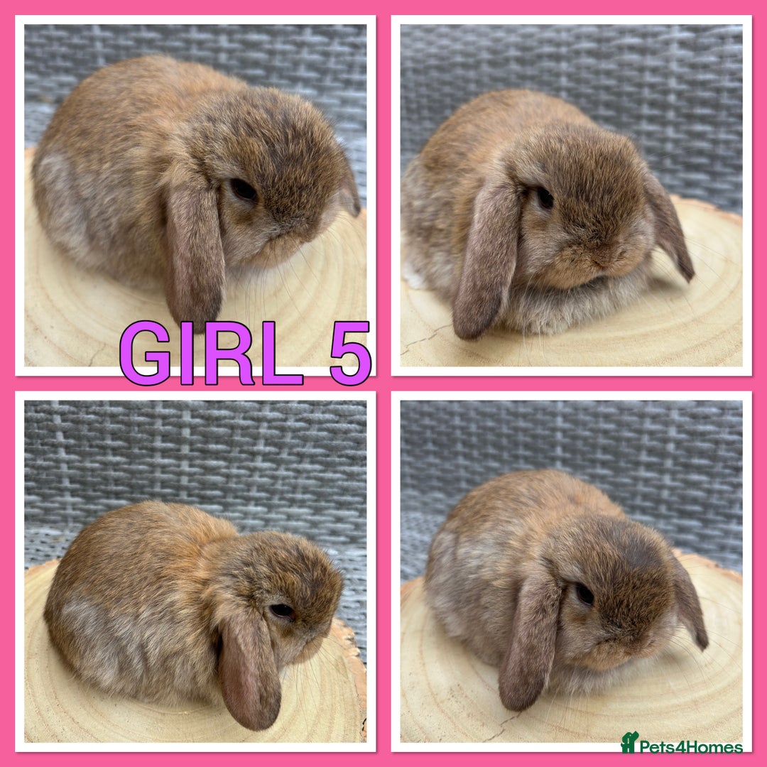 Mini Lop rabbits for sale: Pure Mini Lop Baby Rabbits  - Advert 2