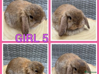 Mini Lop rabbits - Advert 3