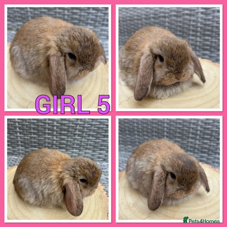 Mini Lop rabbits - Advert 5