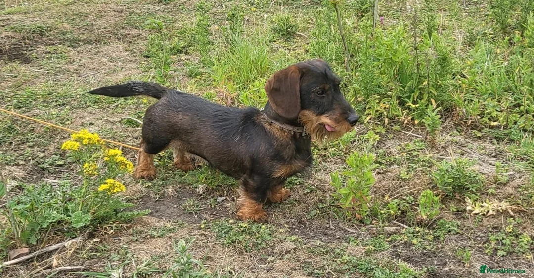 Dachshund dogs for sale: *Gamekeeper bred Wire Haired Dachshund Puppies* - Advert 17