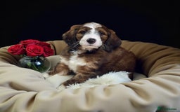 Bernedoodle dogs for sale: 6 medium f1 bernedoodle puppies for sale  - Image 6