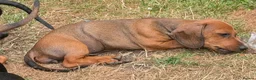 Dachshund dogs for sale: Gorgeous sausage dog puppies  - Advert 5