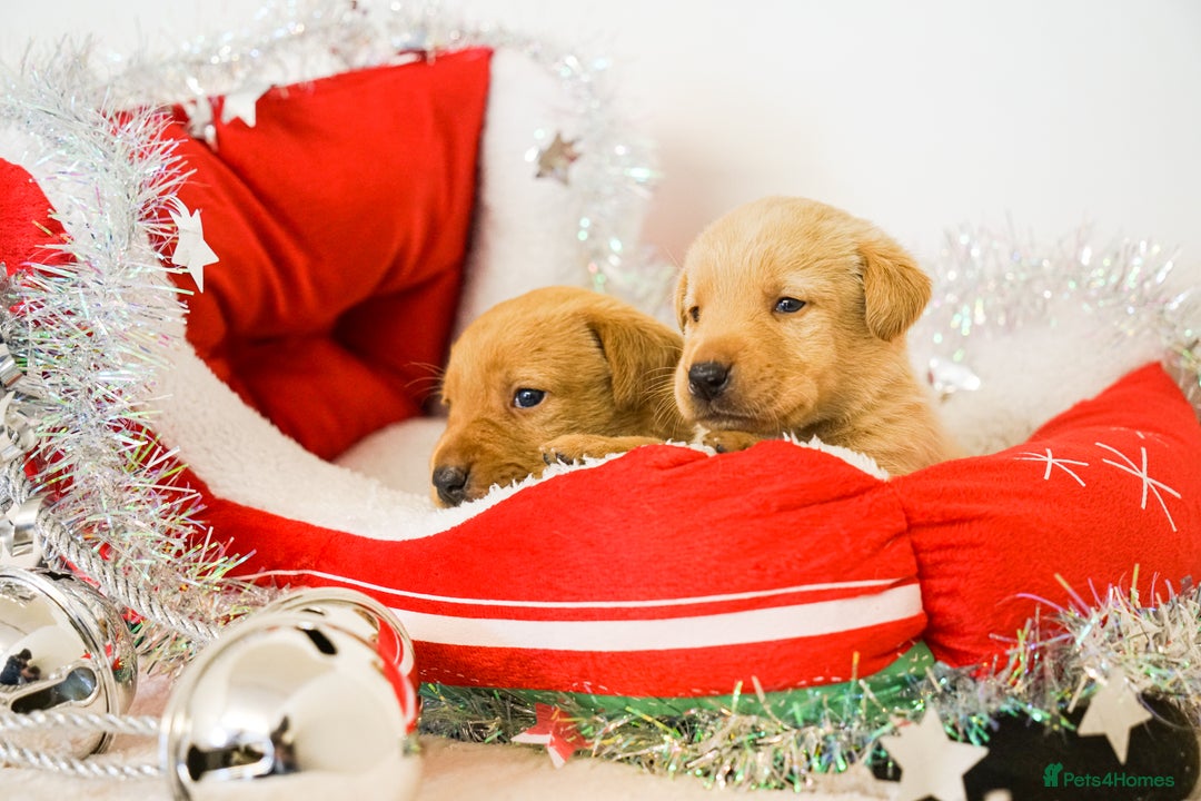 Labrador Retriever dogs for sale: Gorgeous Fox Red & Yellow Labrador Puppies - Advert 11