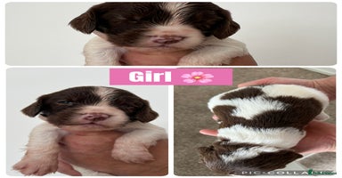 English Springer Spaniel dogs - Advert 7