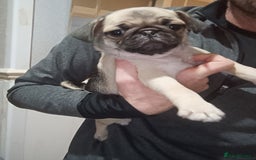 Pug dogs for sale: Stunning Male pug pups - Image 7