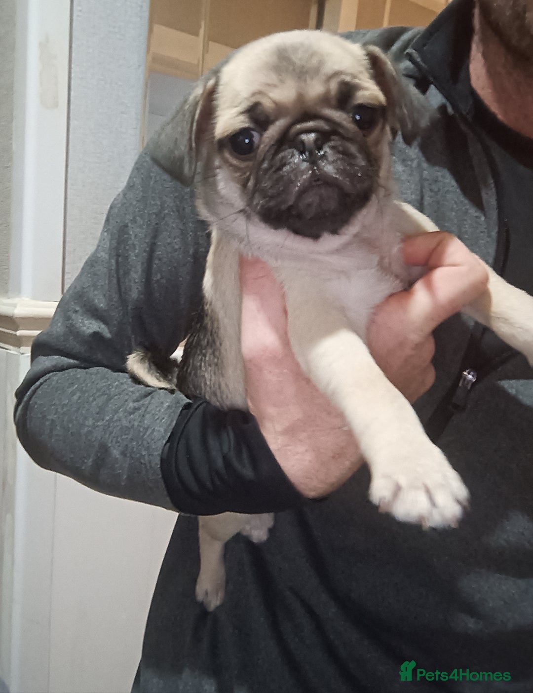 Pug dogs for sale: Stunning Male pug pups - Image 7