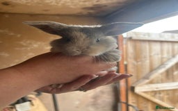 Mini Lop rabbits for sale: Baby bunnies - Image 3