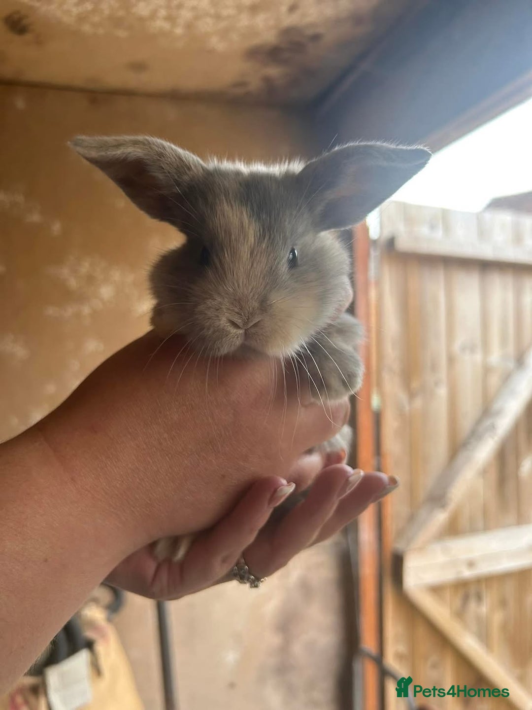 Mini Lop rabbits for sale: Baby bunnies - Image 3