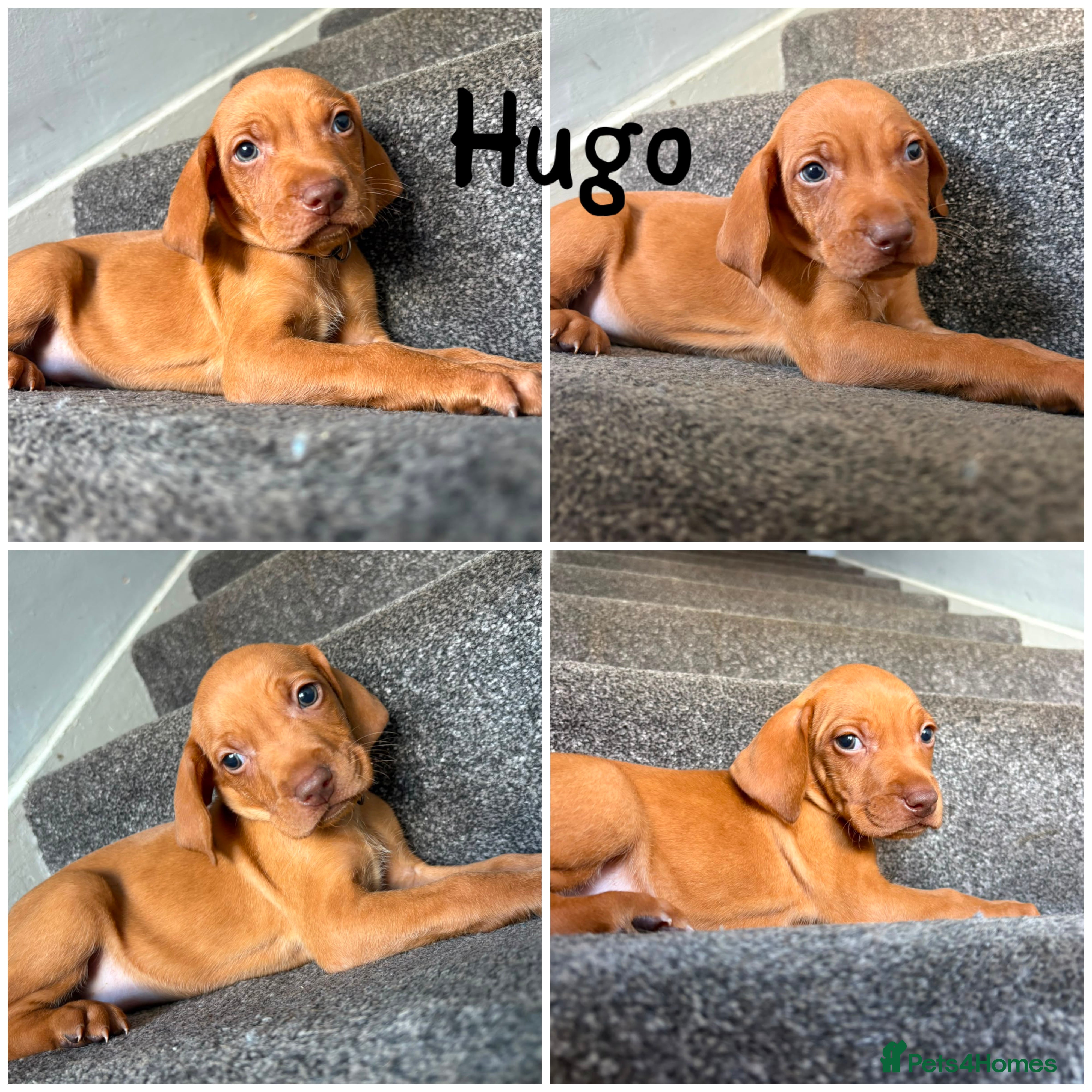 Hungarian Vizsla dogs Stunning Hungarian vizsla puppies x9 - Advert 2