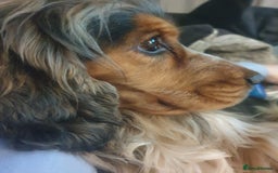 Cocker Spaniel dogs for sale: Stunning litter of Show Cocker Spaniel Puppies - Image 21