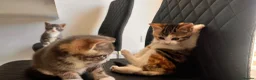 British Shorthair cats for sale:  female kitten  - Advert 7