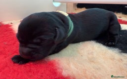 Labrador Retriever dogs for sale: Beautiful chunky litter of black pups  - Advert 25