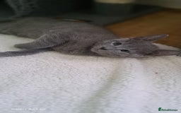 Russian Blue cats for sale: TICA 5* Pedigree Russian Blue Kittens - Image 21